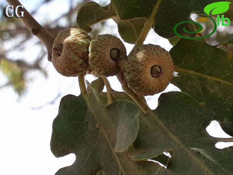 ssp pubescens-Muğla