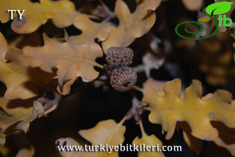 subsp. pubescens-Kayseri