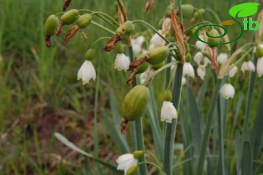 Yeniçağa-Bolu