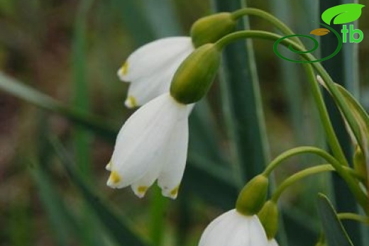 Yeniçağa-Bolu