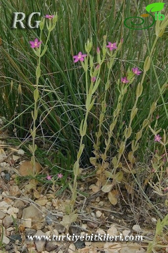 ssp tenuiflorum-Silifke-Mersin