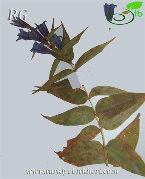 Ilgaz dağları-Kastamonu