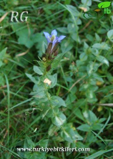 Ilgaz dağları-Kastamonu