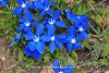 subsp. pontica