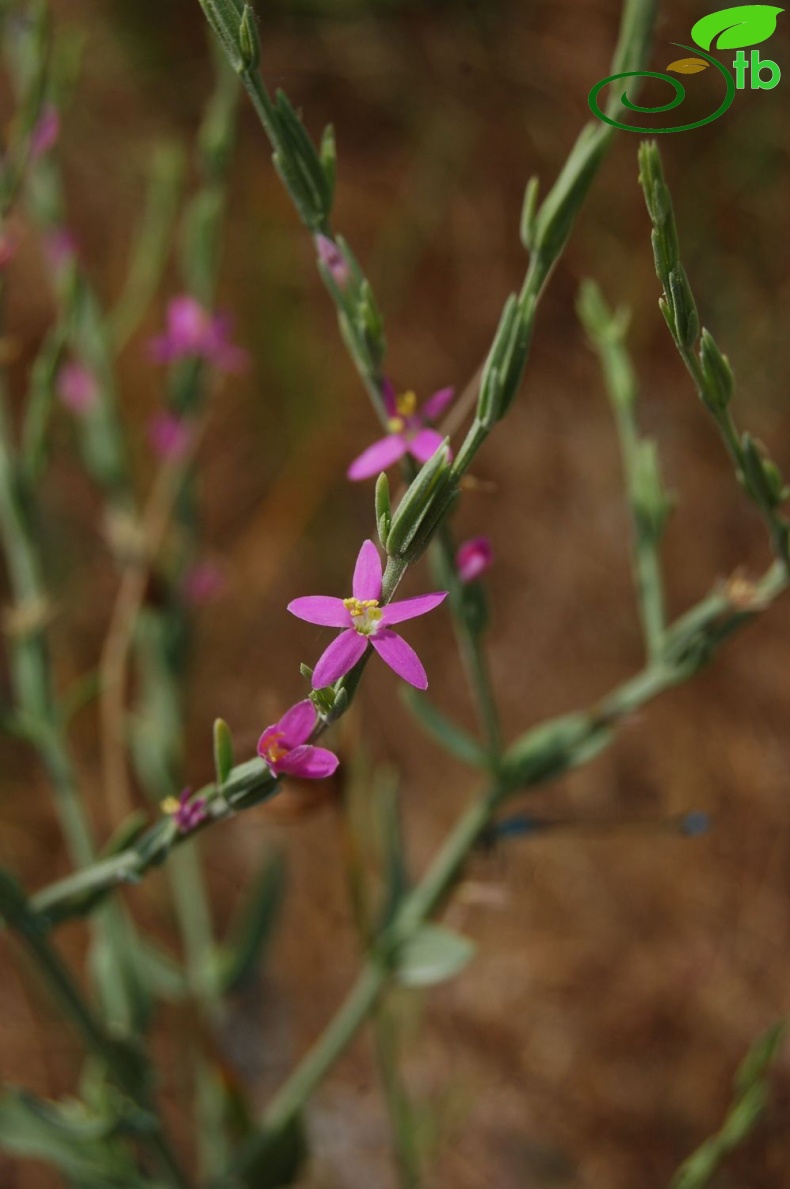 Silifke