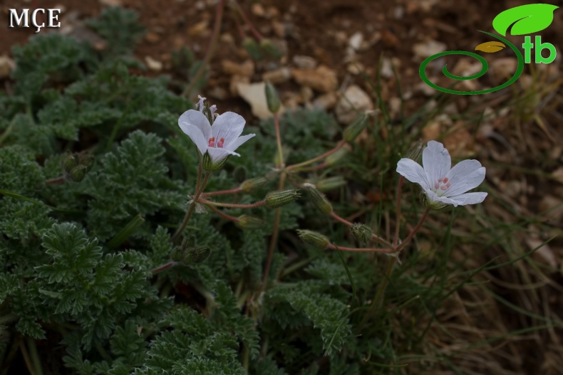 subsp.absinthoides- Hatay