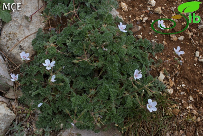 subsp.absinthoides- Hatay