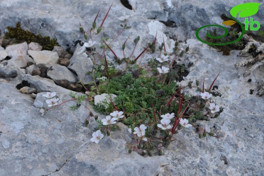 subsp. akdagensis
