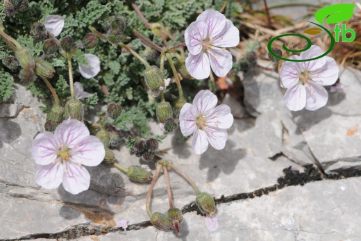 subsp. akdagensis