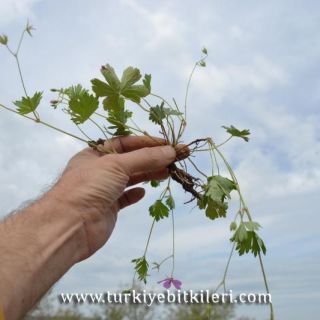 ssp. asphodeloides-Manyas-Balıkesir