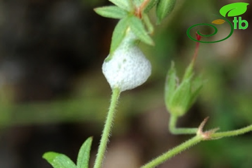 ssp. asphodeloides-Yalova