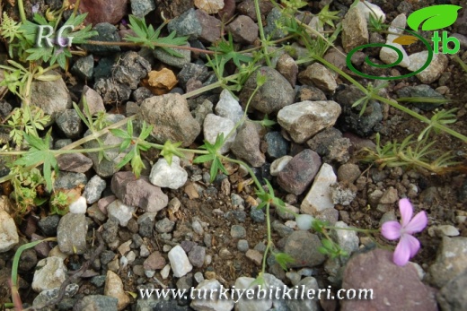 ssp. asphodeloides-Yalova