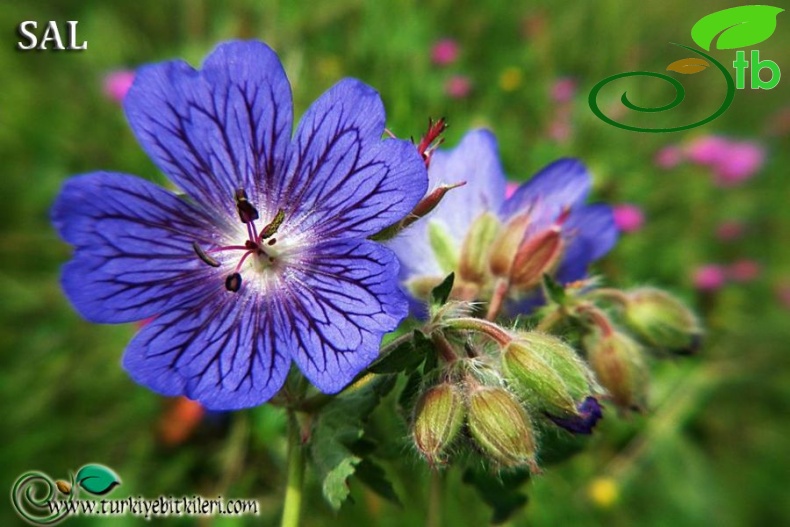 subsp. jubatum-Trabzon