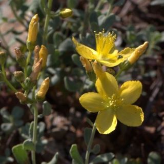 ssp depilatum var depilatum-Sandras dağı-Köyceğiz