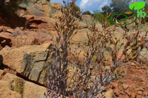 ssp aviculariifolium var aviculariifolium-Datça-Muğla