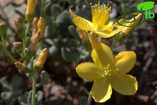 ssp depilatum var depilatum-Sandras dağı-Köyceğiz