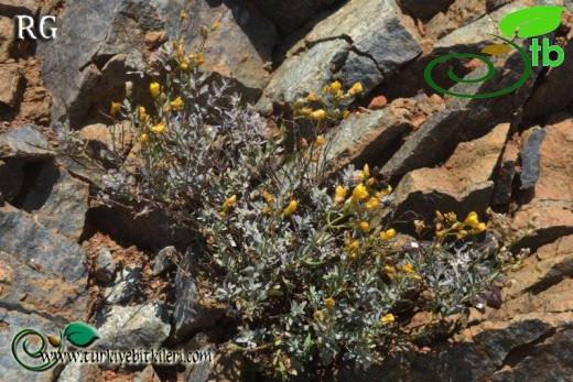 ssp aviculariifolium var aviculariifolium-Datça-Muğla