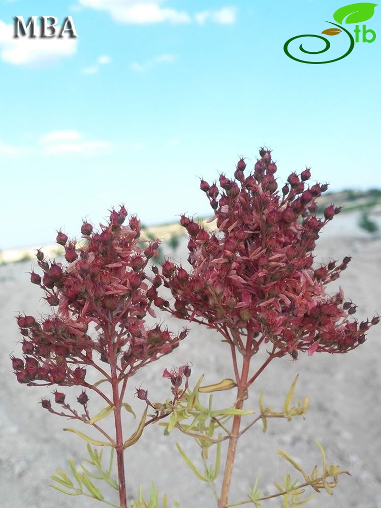 var. capitatum-Şanlıurfa