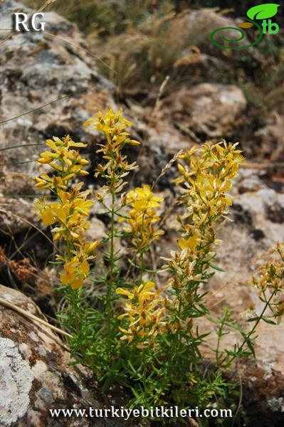 var elongatum-Aladağlar-Niğde