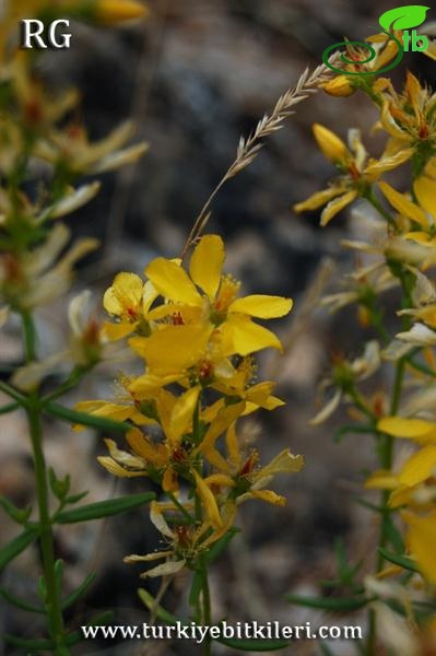 var elongatum-Aladağlar-Niğde