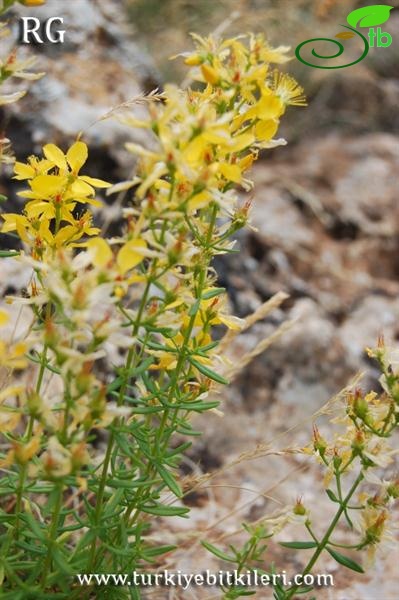 var elongatum-Aladağlar-Niğde