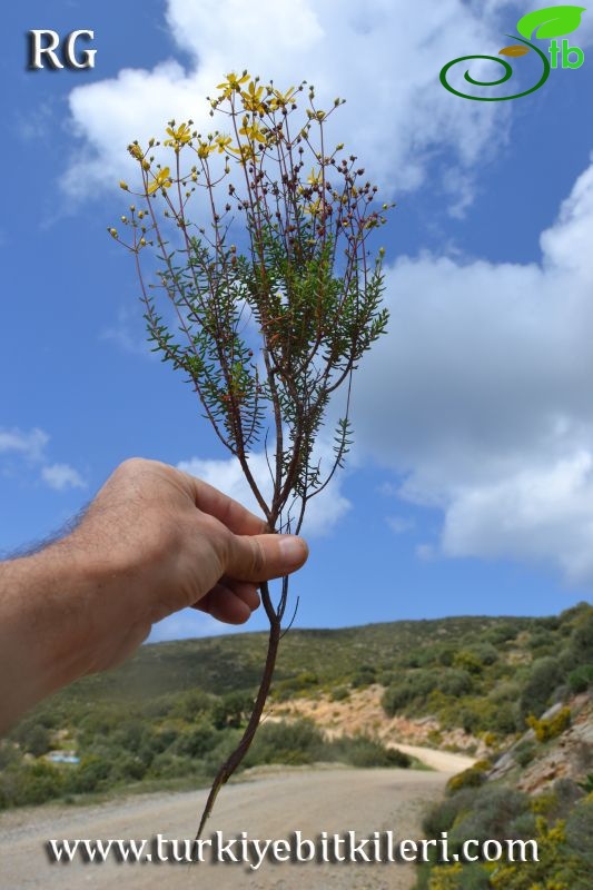 Datça-Muğla