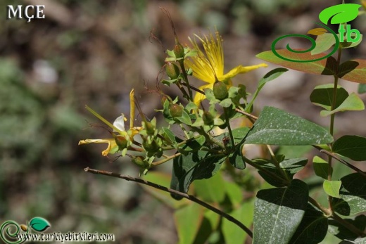 subsp. majus-Osmaniye