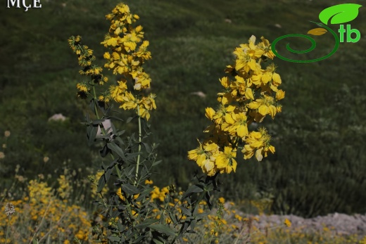 var. spathulatum- Hakkari