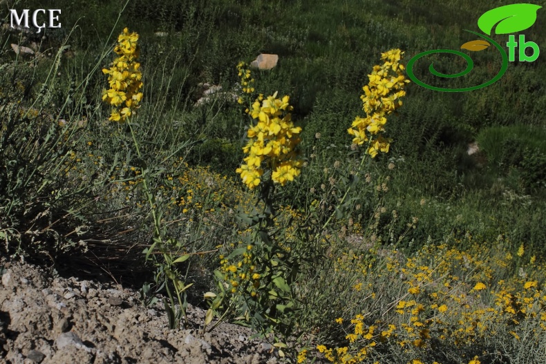 var. spathulatum- Hakkari