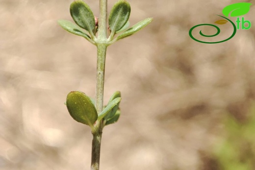 Hypericum thymifoliumSUYMAnavgat8
