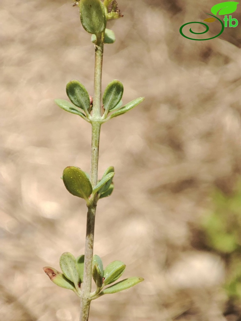 Hypericum thymifoliumSUYMAnavgat8