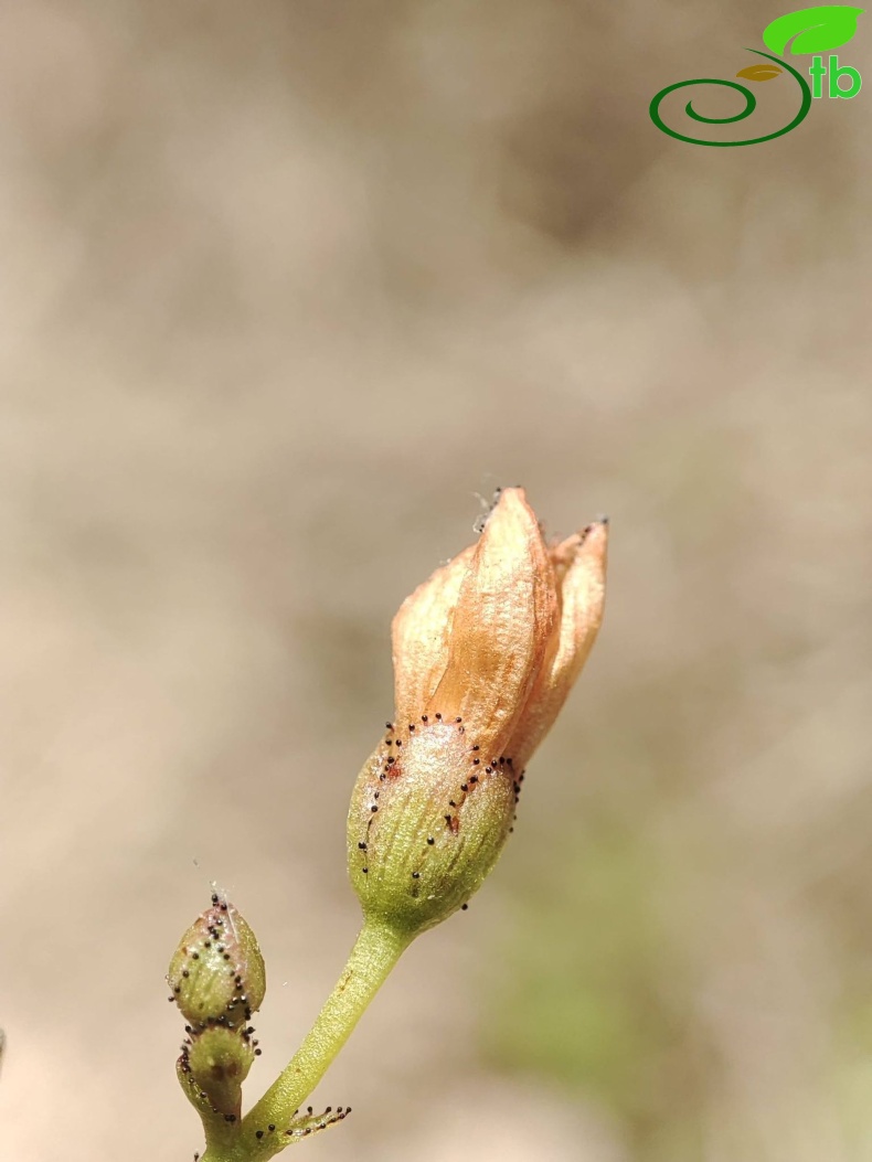 Hypericum thymifoliumSUYMAnavgat9