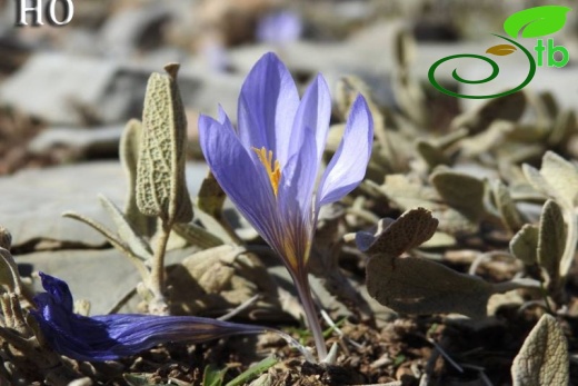 Crocus cancellatus subsp cancellatus