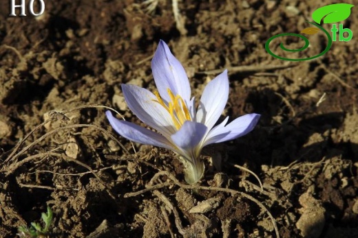 Crocus cancellatus subsp cancellatus