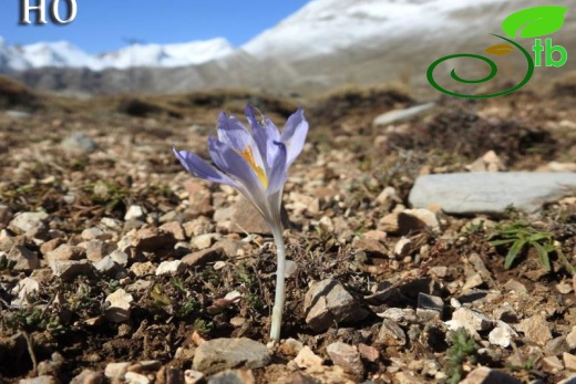 Crocus cancellatus subsp cancellatus