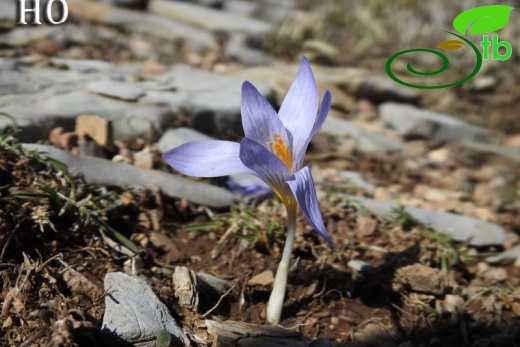 Crocus cancellatus subsp. cancellatus