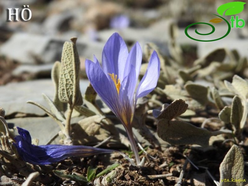Crocus cancellatus subsp cancellatus