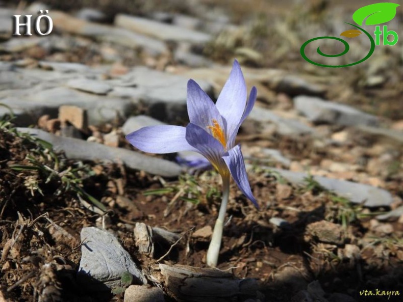 Crocus cancellatus subsp. cancellatus