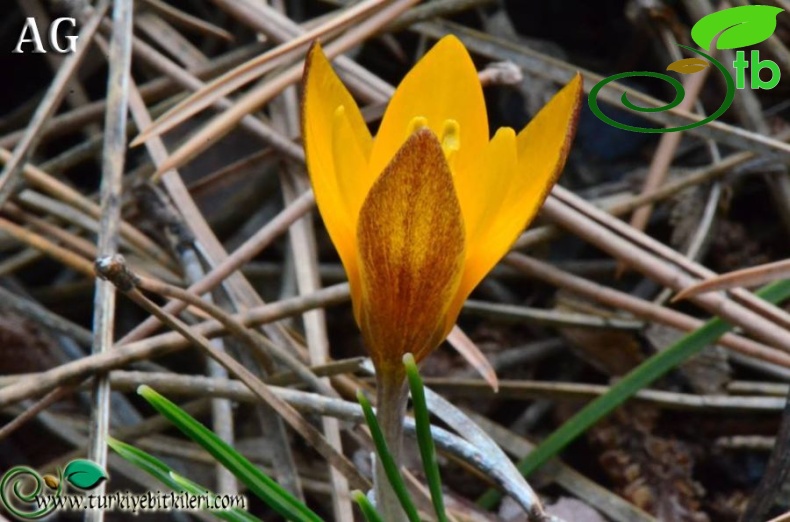 subsp. sipyleus-Manisa