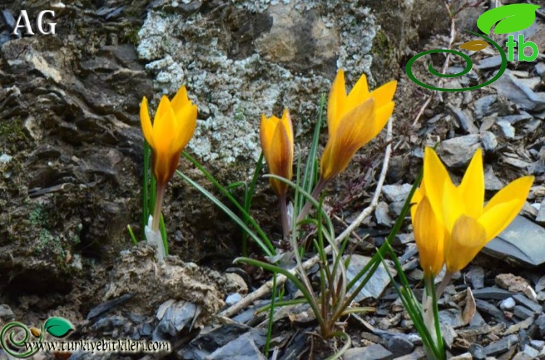 subsp. sipyleus-Manisa