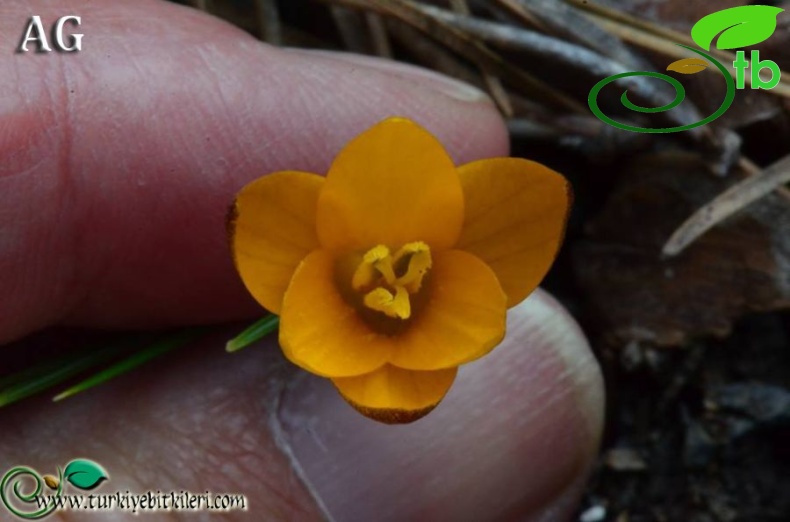 subsp. sipyleus-Manisa