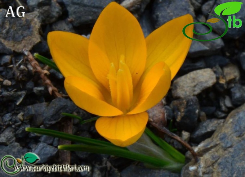 subsp. sipyleus-Manisa