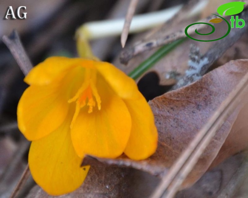 subsp. dissectus-Balıkesir