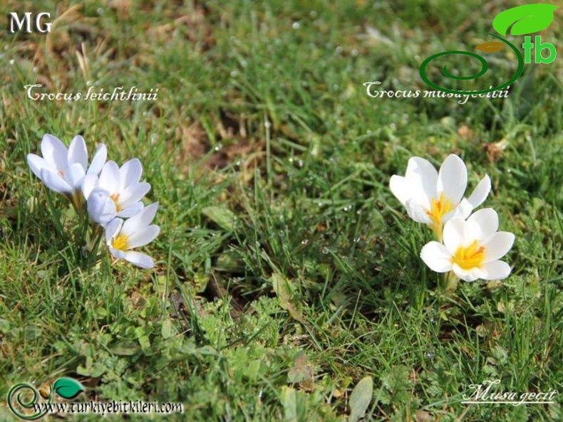 Crocus leichtlinii-Crocus musagecitii-Mardin