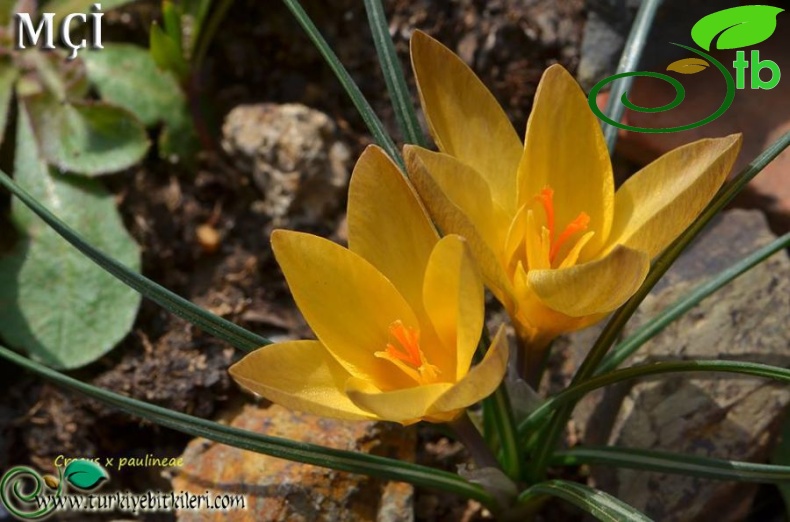 C.abantensisxC.ancyrensis-Bolu