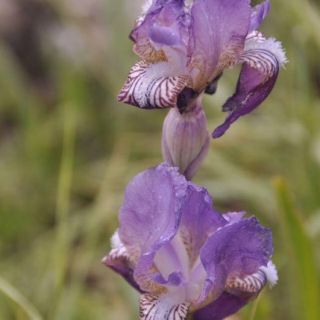 Gündoğmuş-Antalya