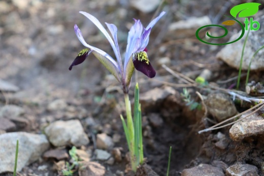 subsp. isikgünerii-Kahramanmaraş