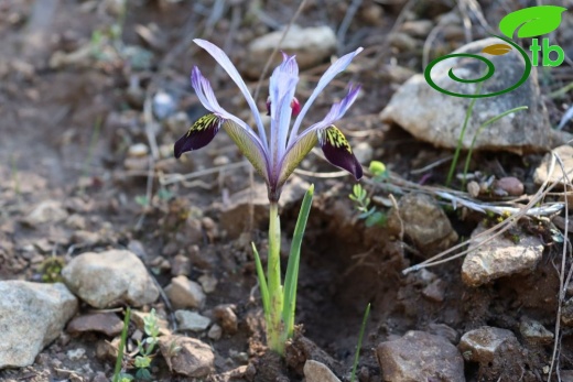 subsp. isikgünerii-Kahramanmaraş