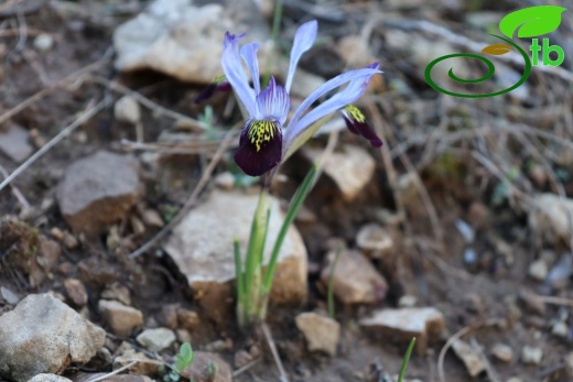 subsp. isikgünerii-Kahramanmaraş