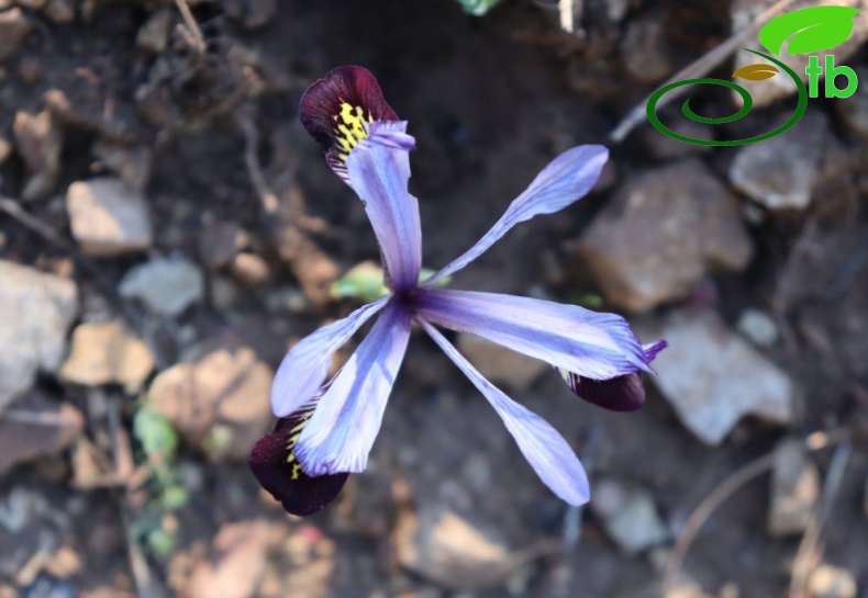 subsp. isikgünerii-Kahramanmaraş